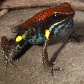 Phát hiện thú vị: Màu sắc sặc sỡ giúp ếch 