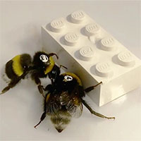 Phát hiện thú vị: Ong "bắt tay" nhau chơi Lego