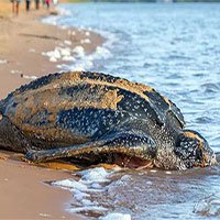 Phát hiện tổ trứng hiếm của loài rùa da lớn nhất thế giới