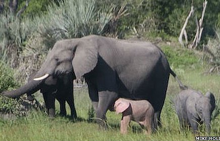 Phát hiện voi hồng ở châu Phi