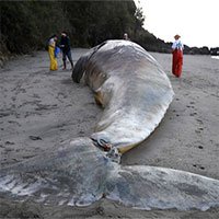 Phát hiện xác 9 con cá voi xám trôi dạt vào vùng biển California