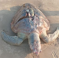 Phát hiện xác rùa biển trôi dạt vào bãi biển ở Bà Rịa-Vũng Tàu