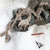 Phát hiện xác ướp sơn dương đóng băng 400 năm trên núi