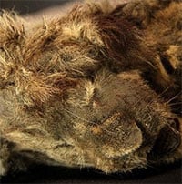 Phát hiện xác ướp sư tử đông lạnh 28.000 năm còn nguyên ria mép