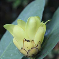 Phát triển 3 loài thực vật quý tại khu bảo tồn thiên nhiên Pù Luông
