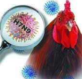 Phát triển bộ dụng cụ xét nghiệm nhanh virus H7N9