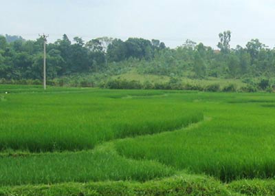 Phát triển nhiên liệu sinh học không tổn hại nông nghiệp Việt Nam