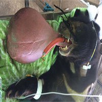 Phẫu thuật cứu gấu đen có lưỡi sưng to như quả bóng