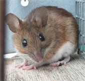 Phòng thí nghiệm Nhật suýt để sổng chuột biến đổi gene