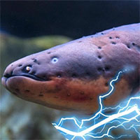 Phóng xung điện 600 vôn, loài lươn dị khiến cha đẻ thuyết tiến hóa rối trí
