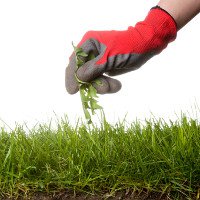 Phương pháp diệt cỏ dại không dùng chất hóa học