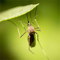 Phương pháp ngăn muỗi bằng cách vô hiệu hóa tinh trùng của chúng