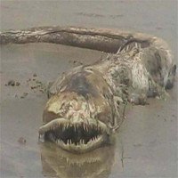 Quái ngư răng nhọn dạt vào bãi biển Mexico