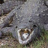 Quái vật ăn thịt khổng lồ vùng đầm lầy Nam Florida