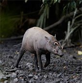 Quái vật lợn có bộ dạng kỳ dị ở Indonesia