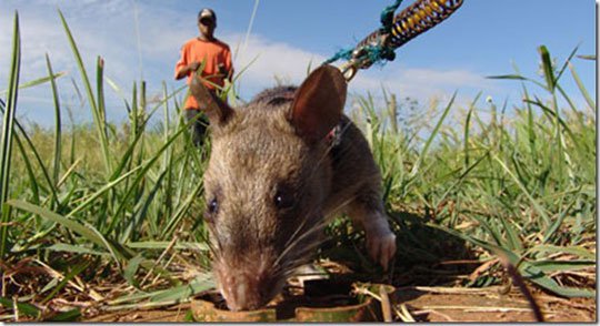 Quân đội Mỹ quan tâm đến chuột “công binh” Tanzania