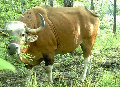 Quần thể bò lớn nhất thế giới bị đe dọa