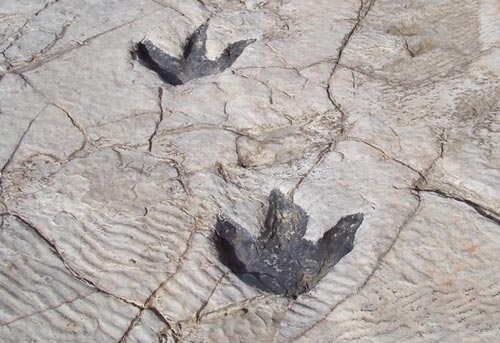 Quần thể dấu chân loài tiền khủng long tại Italy