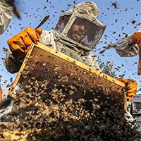 Quần thể ong mật trên thế giới có thể bị xóa sổ vì một loài virus nguy hiểm?