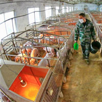 Quy trình tạo thức ăn chăn nuôi trong 22 giây của Trung Quốc