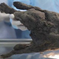 Rã đông xác ướp của con chó từ 12.400 năm trước để hồi sinh