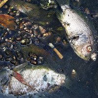 Rác thải và sinh vật phơi bụng trên mặt hồ Hà Nội