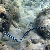 Rắn biển Belcher - Loài rắn độc nhất thế giới