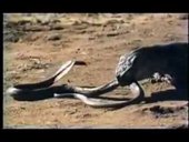Rắn Hổ mang đánh nhau với Rồng Komodo