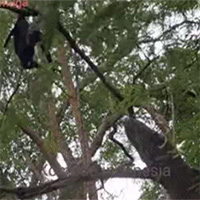 Rồng Komodo leo cả lên cây để bắt dơi 