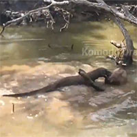 Rồng Komodo truy sát con mồi theo dấu máu, nạn nhân nhảy xuống nước cũng không thoát được