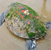 Rùa biển nặng gần tạ mắc lưới ngư dân