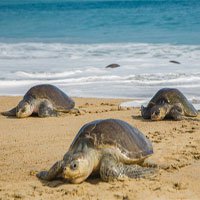 Rùa biển quý hiếm chết hàng loạt ở Mexico