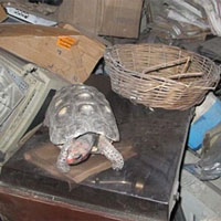 Rùa cưng bị mất tích, 30 năm sau gia đình sững sờ phát hiện còn sống ở một nơi không ngờ