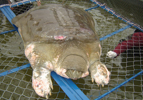 Rùa Hồ Gươm không thể sống lâu trên cạn