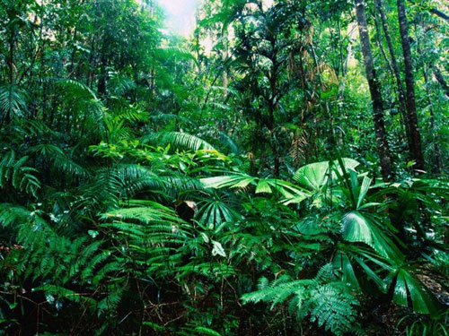 Rừng mưa nhiệt đới trên thế giới đang hồi sinh