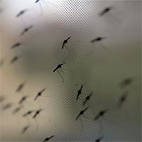 Sắp ra mắt loại thuốc biến máu người thành độc tố với muỗi