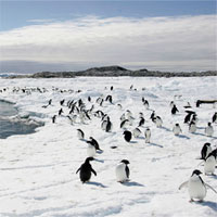 Sẽ có khu bảo tồn biển lớn nhất thế giới ở Nam Cực