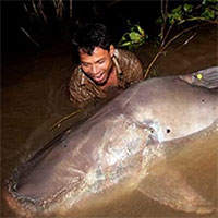 Siêu đập thủy điện đe dọa cá tra đầu sông Mekong
