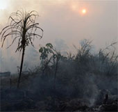 Singapore quan ngại nạn cháy rừng tại Indonesia