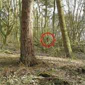 Sinh vật bí hiểm ẩn hiện trong rừng ở Anh