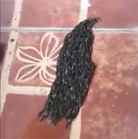 Sinh vật lạ màu đen lúc nhúc di chuyển trên sàn và sự thật rợn tóc gáy