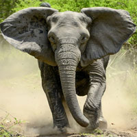 Sợ bị săn trộm, voi ở Mozambique 