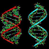 Số gene không quyết định mức độ tiến hóa của con người