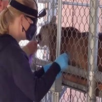 Sở thú Mỹ tiêm vaccine Covid-19 cho động vật