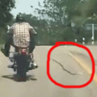 Sốc cảnh rắn độc phi thân, tấn công người đàn ông đi xe máy