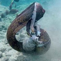 Sổng bạch tuộc, lươn biển quay sang tấn công thợ lặn