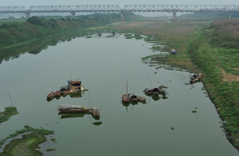 Sông Hồng nhiễm tảo độc?