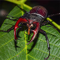 Stag Beetle - Loài bọ quý hiếm đắt tiền nhất thế giới