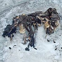 Sự ấm lên toàn cầu đang làm rã đông... những xác chết từ thời Thế chiến thứ nhất
