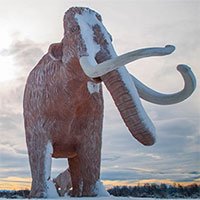 Sự biến mất của loài voi ma mút đã ảnh hưởng đến hệ sinh thái của Trái đất ra sao?